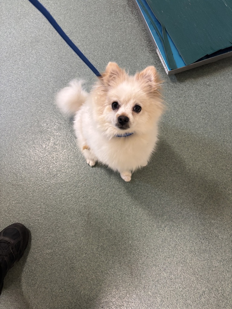 Shelter Stray Male Dog last seen Vayo Avenue, North Chesterfield, VA, 23234, 9300 Public Works Rd, Chesterfield, VA 23832, USA