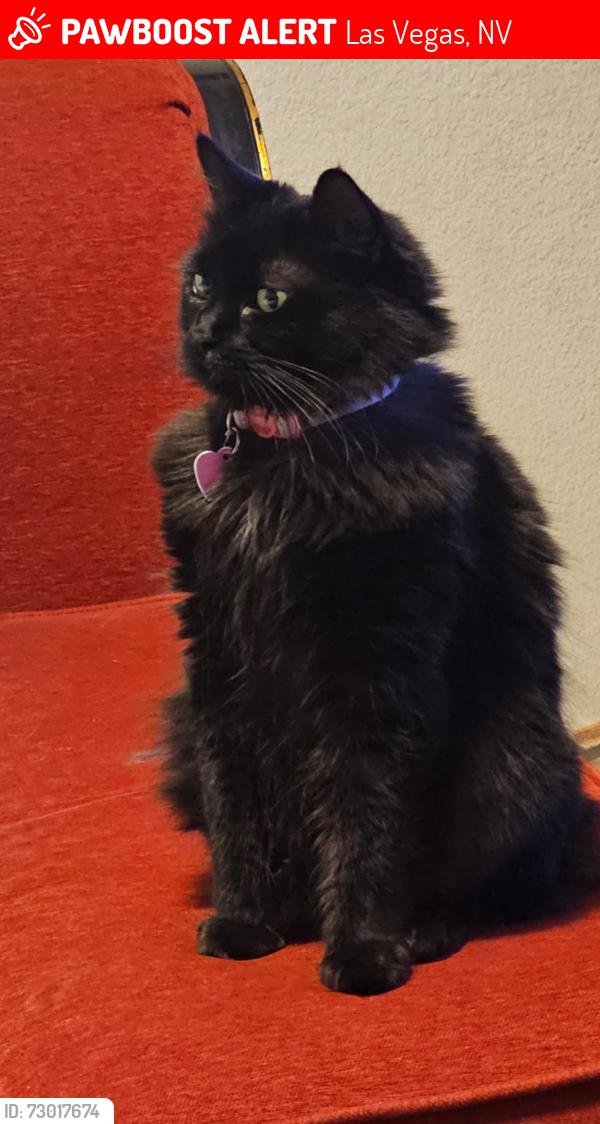 Lost Female Cat last seen durango high schoil, Las Vegas, NV 89113