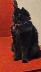 Lost Female Cat last seen durango high schoil, Las Vegas, NV 89113