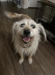 Reunited Female Dog last seen Cedar Hills Subdivision, Smyrna, TN 37167
