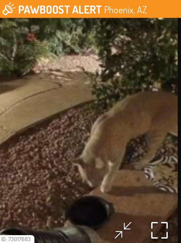 Found/Stray Unknown Cat last seen 63rd Ave & Arrowhead Loop, Phoenix, AZ 85031
