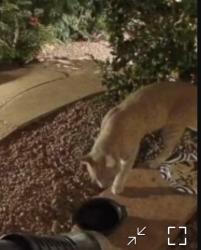 Found/Stray Unknown Cat last seen 63rd Ave & Arrowhead Loop, Phoenix, AZ 85031