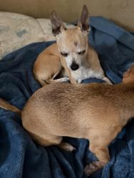 Reunited Female Dog last seen Cheyenne and walnut rd, Sunrise Manor, NV 89115
