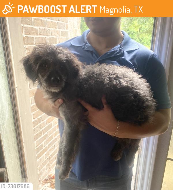 Found/Stray Unknown Dog last seen Lois lane, Magnolia, TX 77353
