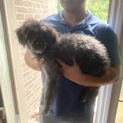 Found/Stray Unknown Dog last seen Lois lane, Magnolia, TX 77353