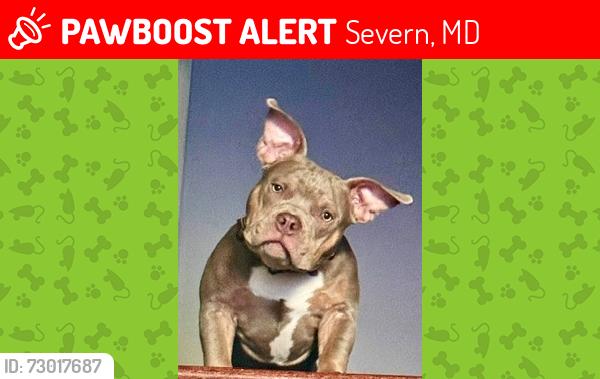Lost Male Dog last seen City of Hanover, Intersection of Kawshek Path & Ridge Road, Severn, MD 21076