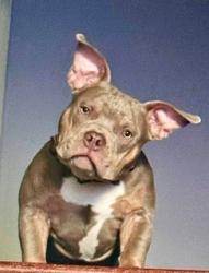 Lost Male Dog last seen City of Hanover, Intersection of Kawshek Path & Ridge Road, Severn, MD 21076