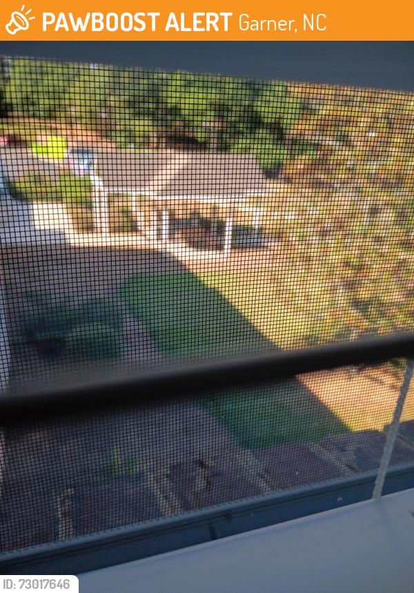 Found/Stray Unknown Cat last seen Garner rd and Creech, Garner, NC 27529