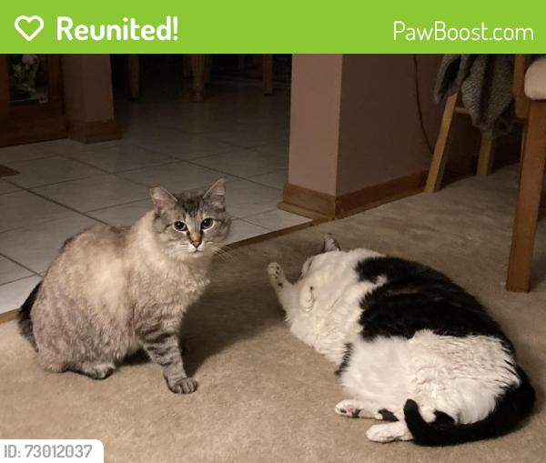 Reunited Female Cat last seen Gregory &Haydrn, Johnsburg, IL 60051
