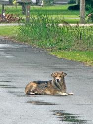 Found/Stray Unknown Dog last seen Theodore rd Erath, LA 70533, Vermilion Parish, LA 70533