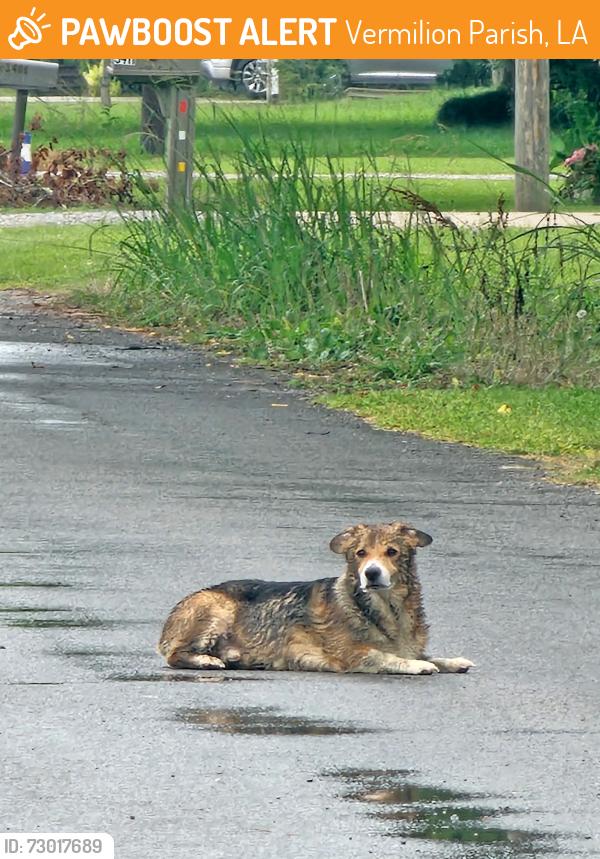 Found/Stray Unknown Dog last seen Theodore rd Erath, LA 70533, Vermilion Parish, LA 70533