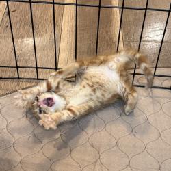 Shelter Stray Male Cat last seen , 2951 S 1st St, Cabot, AR 72023, USA