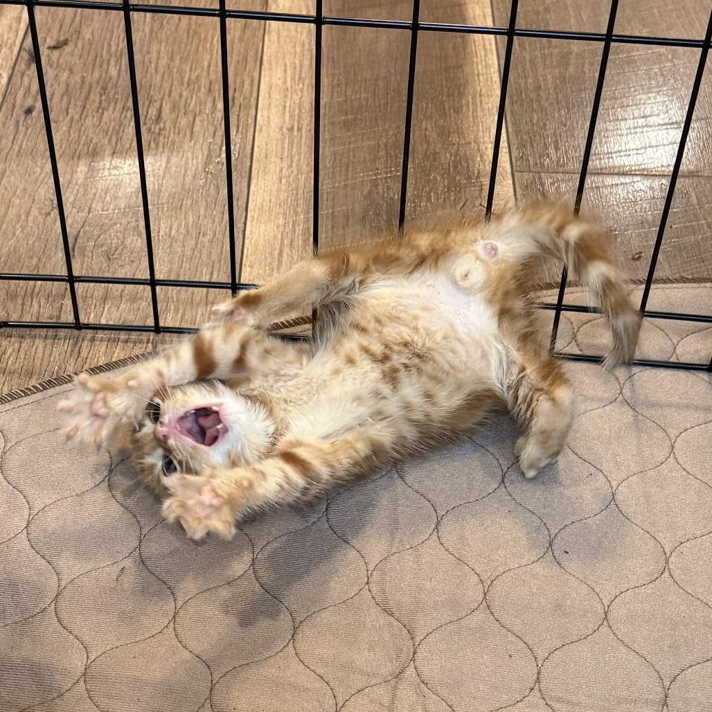Shelter Stray Male Cat last seen , 2951 S 1st St, Cabot, AR 72023, USA