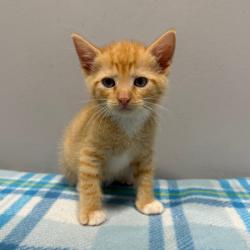 Shelter Stray Male Cat last seen , 2951 S 1st St, Cabot, AR 72023, USA