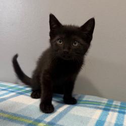 Shelter Stray Female Cat last seen , 2951 S 1st St, Cabot, AR 72023, USA