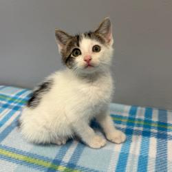Shelter Stray Male Cat last seen , 2951 S 1st St, Cabot, AR 72023, USA