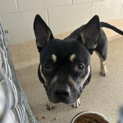 Shelter Stray Female Dog last seen , 54687 Co Rd 19, Bristol, IN 46507, USA