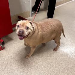 Shelter Stray Female Dog last seen , 54687 Co Rd 19, Bristol, IN 46507, USA
