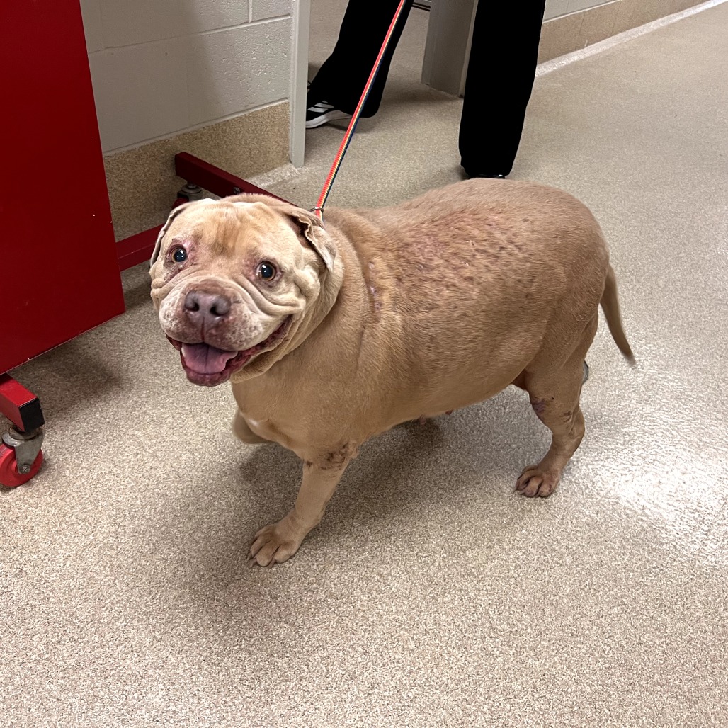 Shelter Stray Female Dog last seen , 54687 Co Rd 19, Bristol, IN 46507, USA