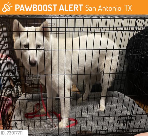 Found/Stray Male Dog last seen Little ceasers pizza on blanco by lovera st, San Antonio, TX 78213