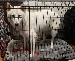 Found/Stray Male Dog last seen Little ceasers pizza on blanco by lovera st, San Antonio, TX 78213