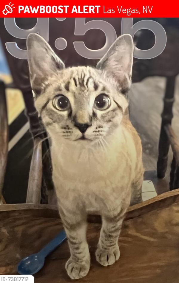 Lost Male Cat last seen Tropical and Durango , Las Vegas, NV 89149