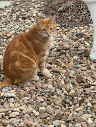 Lost Male Cat last seen Near Rd & Ash, Wilber, NE 68465