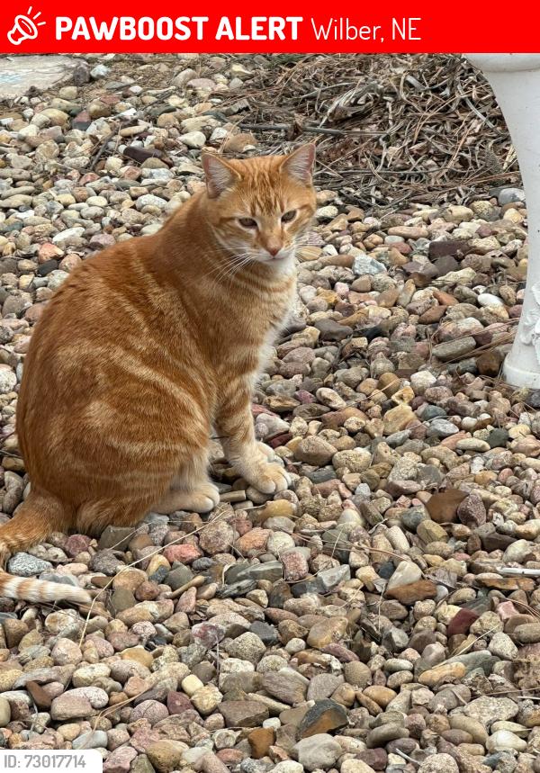Lost Male Cat last seen Near Rd & Ash, Wilber, NE 68465