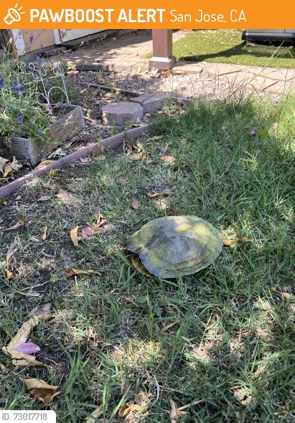 Found/Stray Unknown Reptile last seen Park Arcadia and Branham Lane, San Jose, San Jose, CA 95136