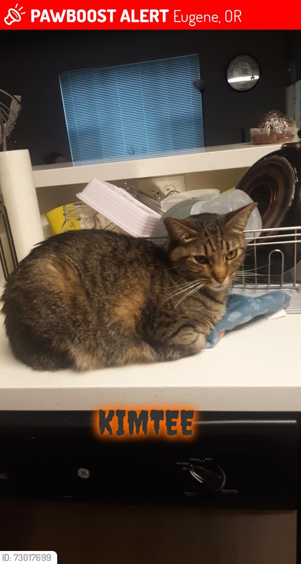 Lost Male Cat last seen 34th and Onyx Street, Eugene, OR 97405