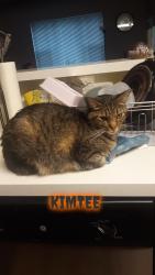 Lost Male Cat last seen 34th and Onyx Street, Eugene, OR 97405