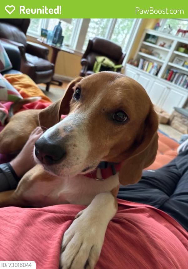 Reunited Male Dog last seen Pine Tree Road and Frazier Lane, McLean, VA 22101