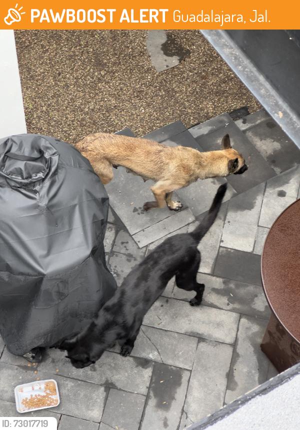 Found/Stray Female Dog last seen Calle Alberta , colonia providencia en guadalajara, Guadalajara, Jal. 