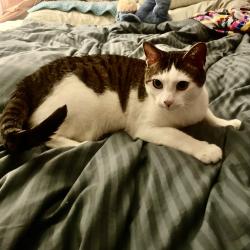 Lost Male Cat last seen 31St Ave S and E Lake St, Minneapolis, MN 55406