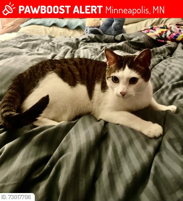 Lost Male Cat last seen 31St Ave S and E Lake St, Minneapolis, MN 55406