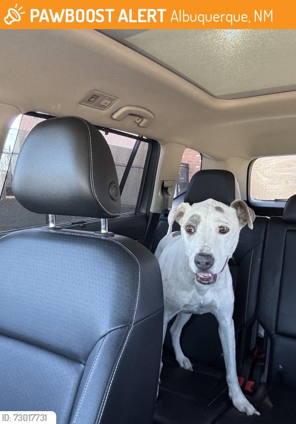 Found/Stray Unknown Dog last seen Comanche and San Mateo, Albuquerque, NM 87110