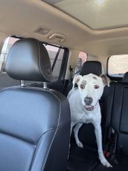 Found/Stray Unknown Dog last seen Comanche and San Mateo, Albuquerque, NM 87110