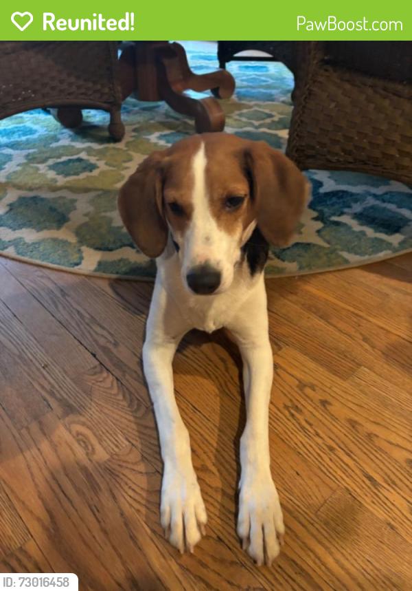 Reunited Male Dog last seen 1350-1360 Kirby Road, McLean VA, McLean, VA 22101