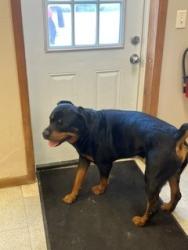 Found/Stray Male Dog last seen Shepler Church SW, Canton, OH 44706