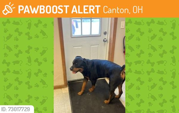 Found/Stray Male Dog last seen Shepler Church SW, Canton, OH 44706