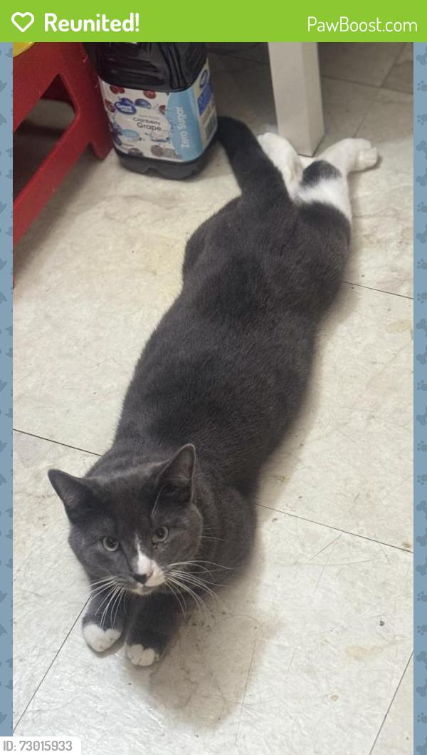 Reunited Male Cat last seen Auburn and Madison, Sacramento, CA 95841