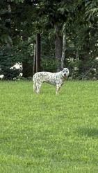 Found/Stray Male Dog last seen C, Lenoir, NC 28645