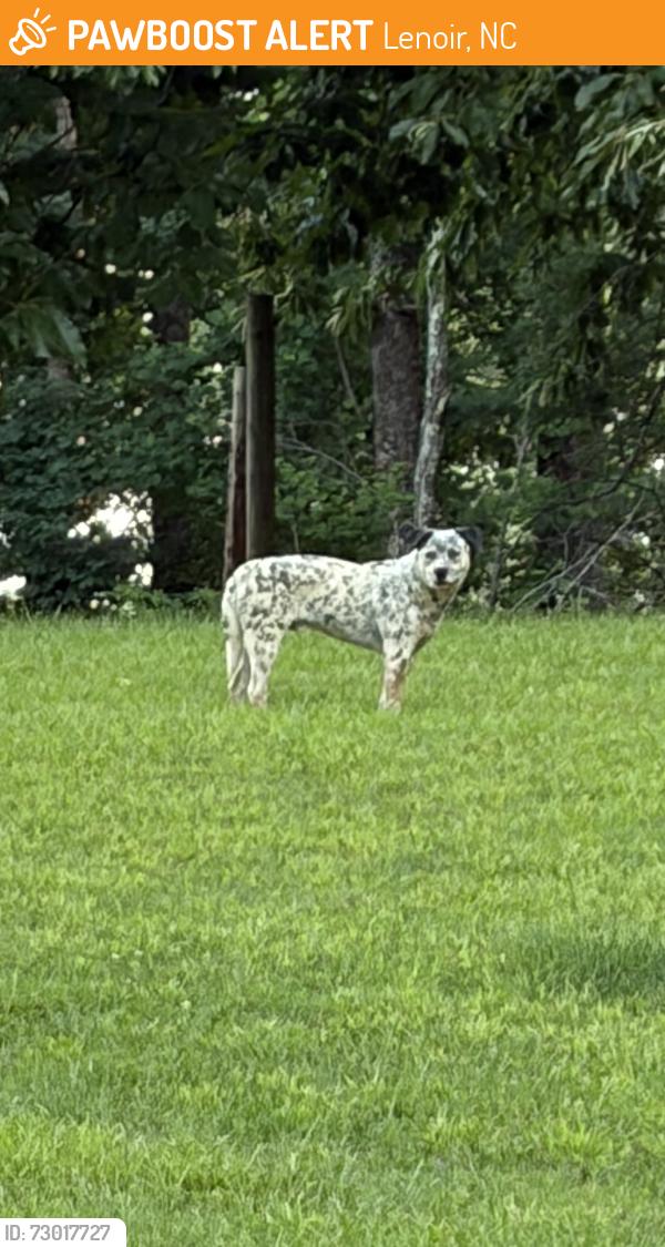 Found/Stray Male Dog last seen C, Lenoir, NC 28645