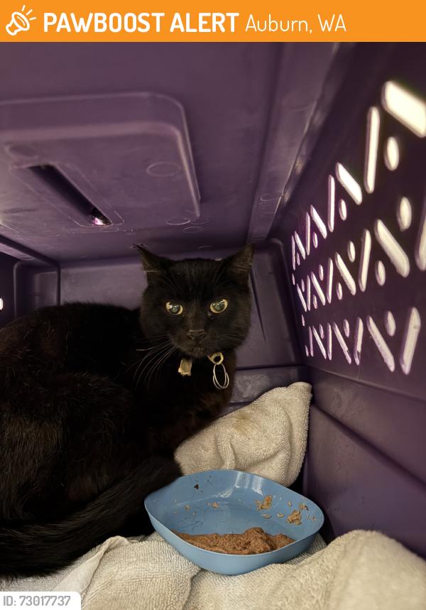 Found/Stray Female Cat last seen Lake Killarney, Auburn, WA 98001
