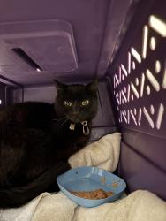 Found/Stray Female Cat last seen Lake Killarney, Auburn, WA 98001