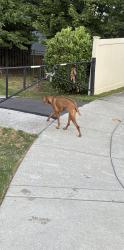 Reunited Unknown Dog last seen Killington Court, Trooper, PA 19403