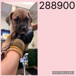 Shelter Stray Female Dog last seen COL,ONIAL DR, 4214 Fulton Mill Rd, Macon, GA 31216, USA
