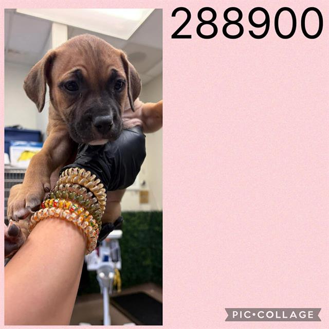 Shelter Stray Female Dog last seen COL,ONIAL DR, 4214 Fulton Mill Rd, Macon, GA 31216, USA