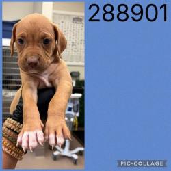 Shelter Stray Male Dog last seen COL,ONIAL DR, 4214 Fulton Mill Rd, Macon, GA 31216, USA