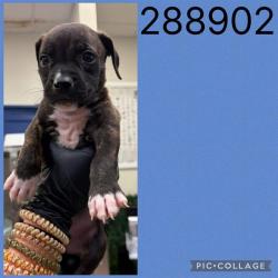 Shelter Stray Male Dog last seen COL,ONIAL DR, 4214 Fulton Mill Rd, Macon, GA 31216, USA